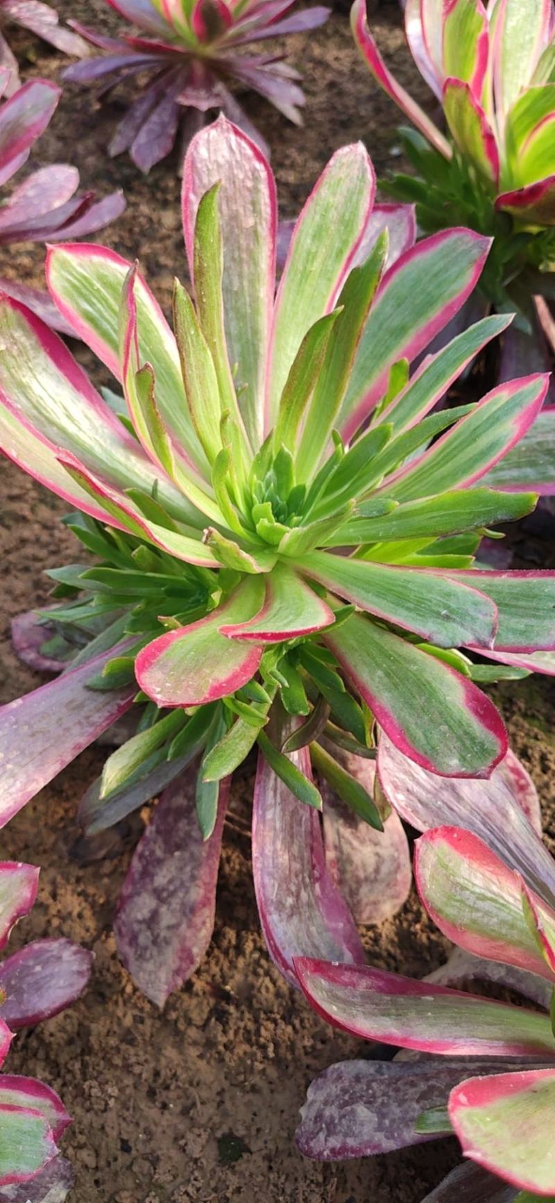 多肉植物法师绿羊绒批发基地可看货，可混批。