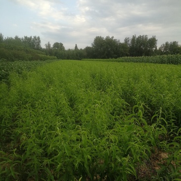 桃树苗批发（锦绣黄桃，黄金蜜1号），血桃树苗，井上李子苗