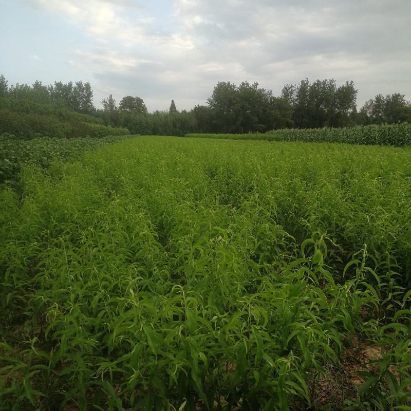 桃树苗批发（锦绣黄桃，黄金蜜1号），血桃树苗，井上李子苗