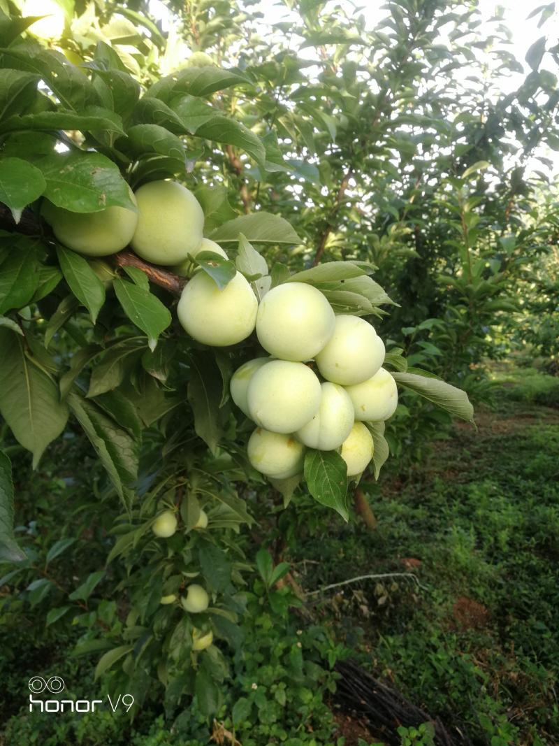 桃树苗批发（锦绣黄桃，黄金蜜1号），血桃树苗，井上李子苗