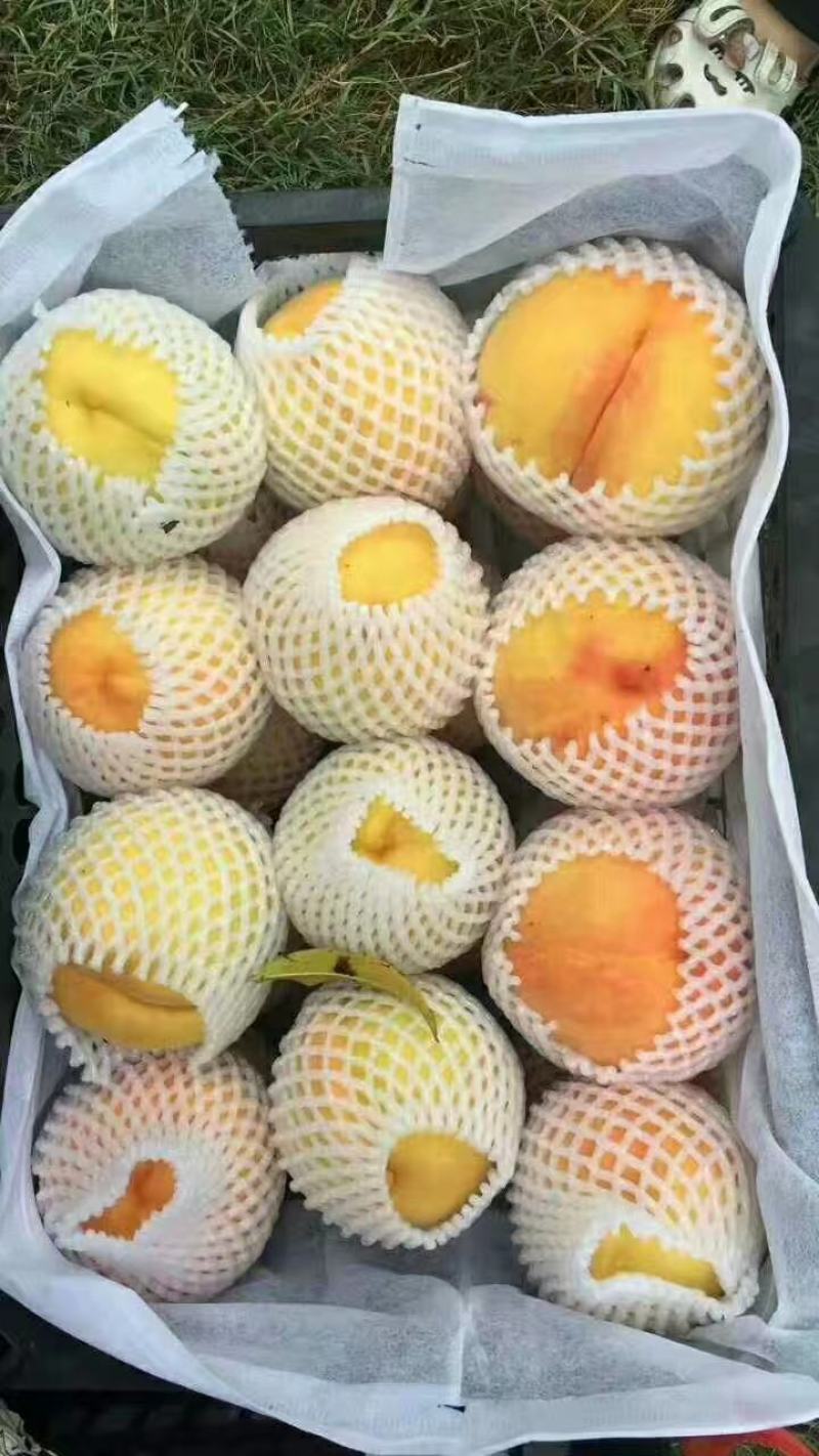 桃树苗批发（锦绣黄桃，黄金蜜1号），血桃树苗，井上李子苗