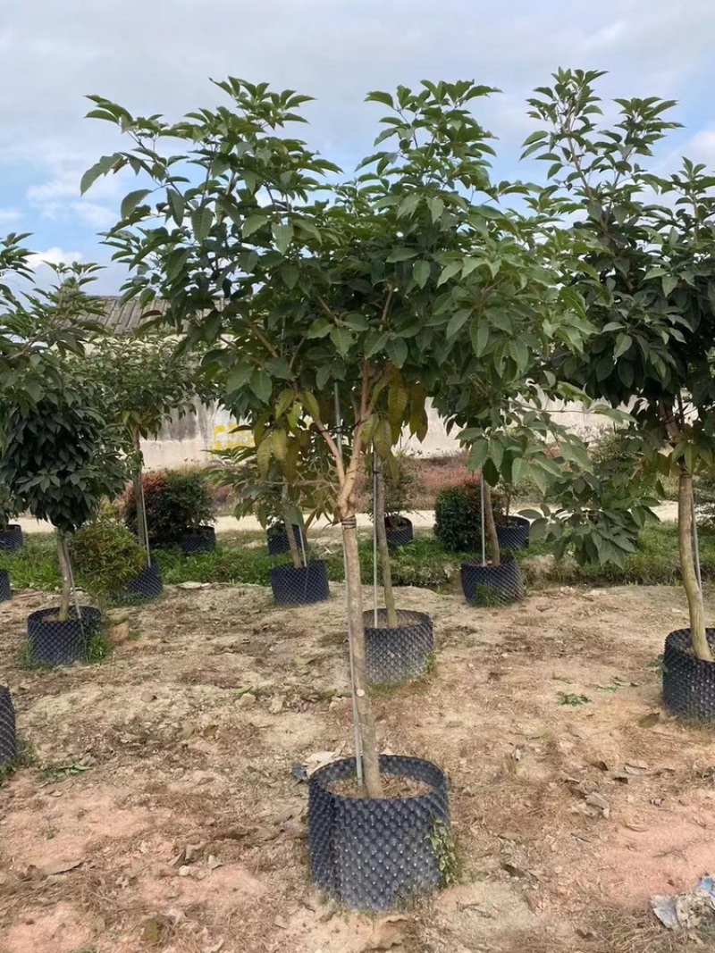 紫花风铃木嫁接绣球紫花风铃木5-25公分