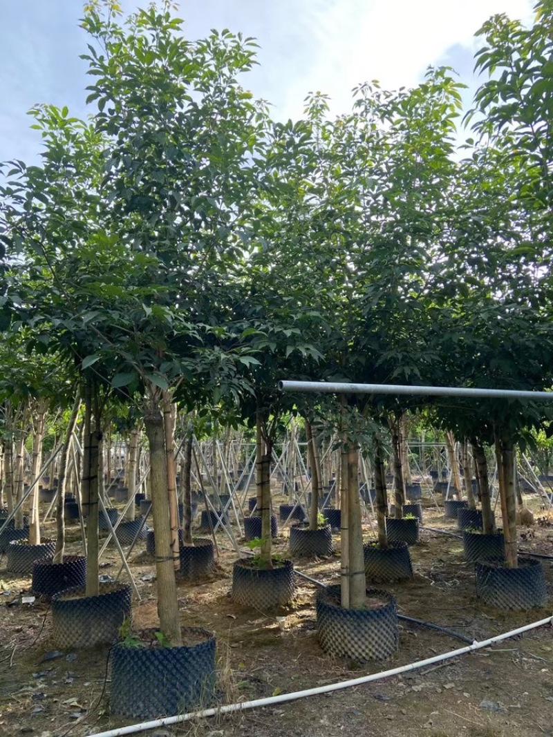 紫花风铃木嫁接绣球紫花风铃木5-25公分