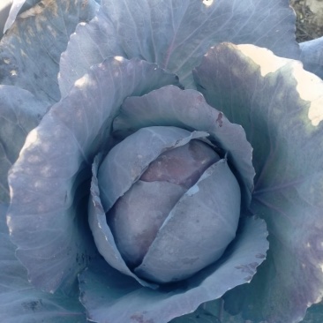 紫甘蓝1~2公斤精品