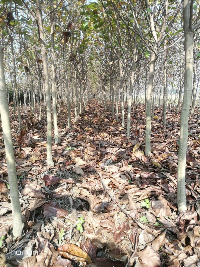 玉兰树（紫玉兰，黄玉兰，山玉兰小苗，退林还耕，价格低