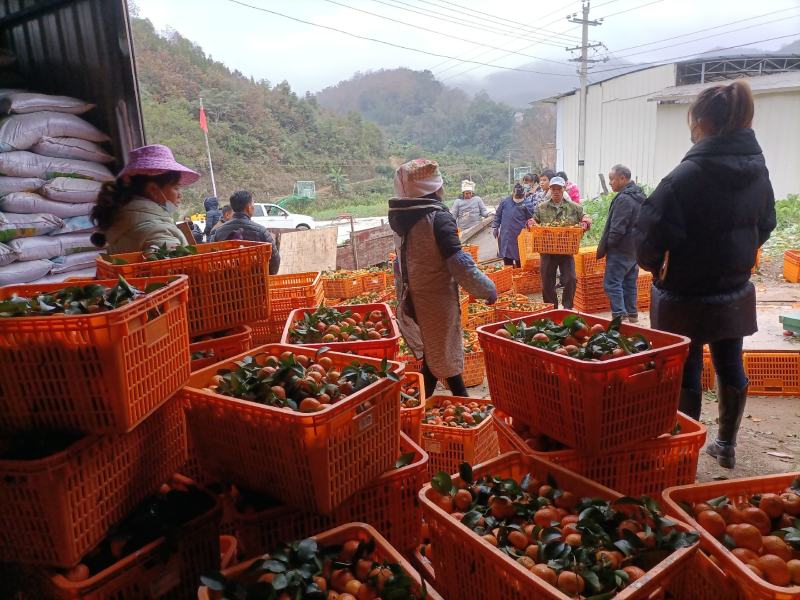 沙糖桔