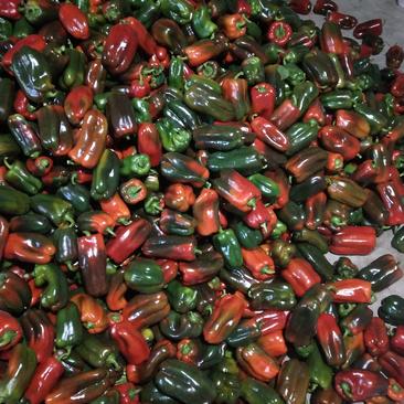 山东圆椒大产区大降价，变色椒，紫花头木红太空椒，量大价低
