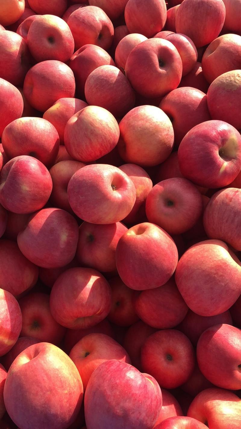 寒富苹果，大，中，小个头，应有尽有大量现货需要的来
