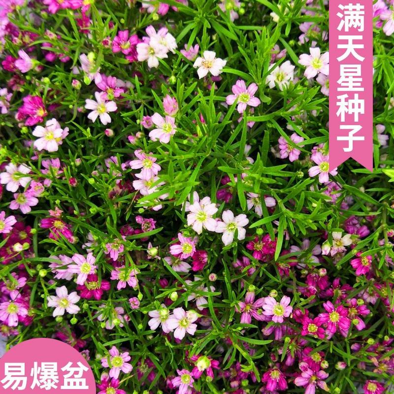 满天星花种籽子四季开花室外易活易种花籽夏季室内庭院盆栽花