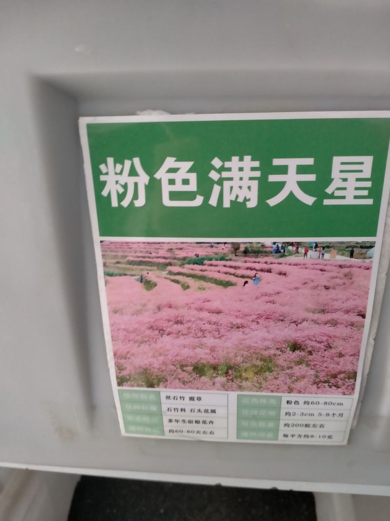 满天星花种籽子四季开花室外易活易种花籽夏季室内庭院盆栽花