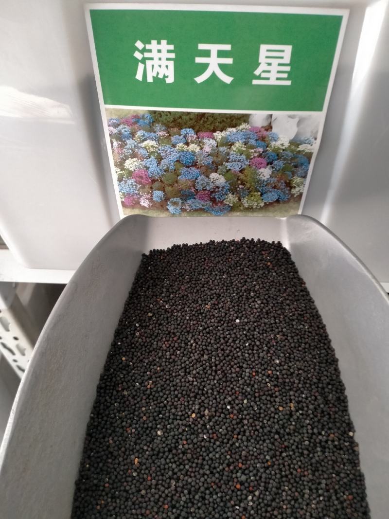 满天星花种籽子四季开花室外易活易种花籽夏季室内庭院盆栽花