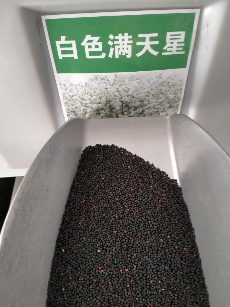 满天星花种籽子四季开花室外易活易种花籽夏季室内庭院盆栽花