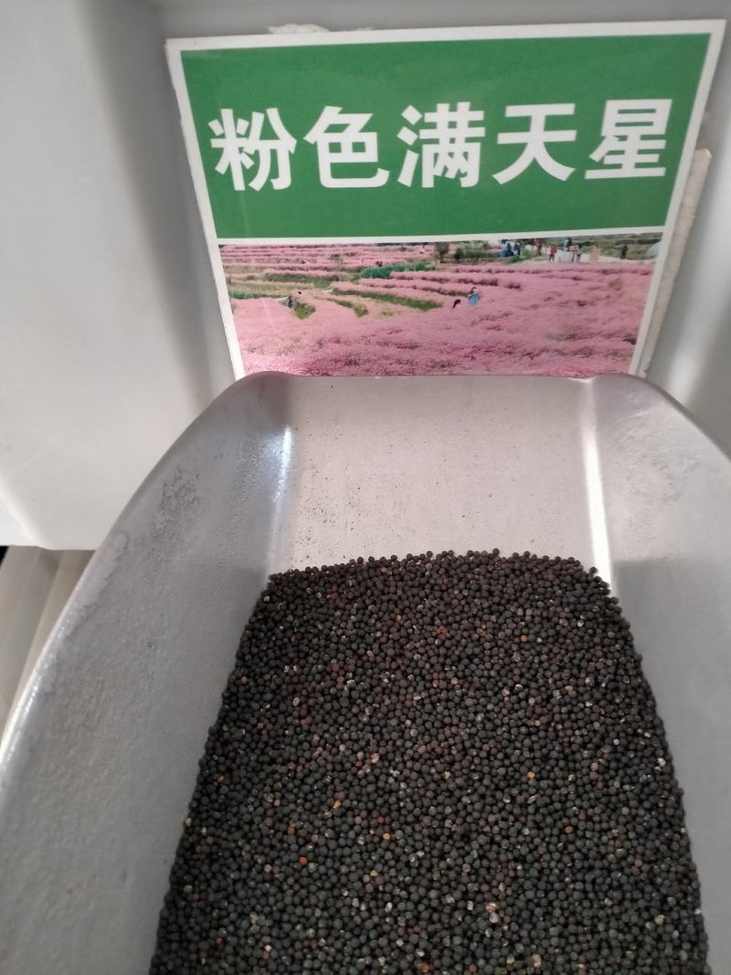 满天星花种籽子四季开花室外易活易种花籽夏季室内庭院盆栽花
