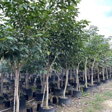 紫花风铃木袋苗假植苗紫花风铃木1-5公分高度1-2米