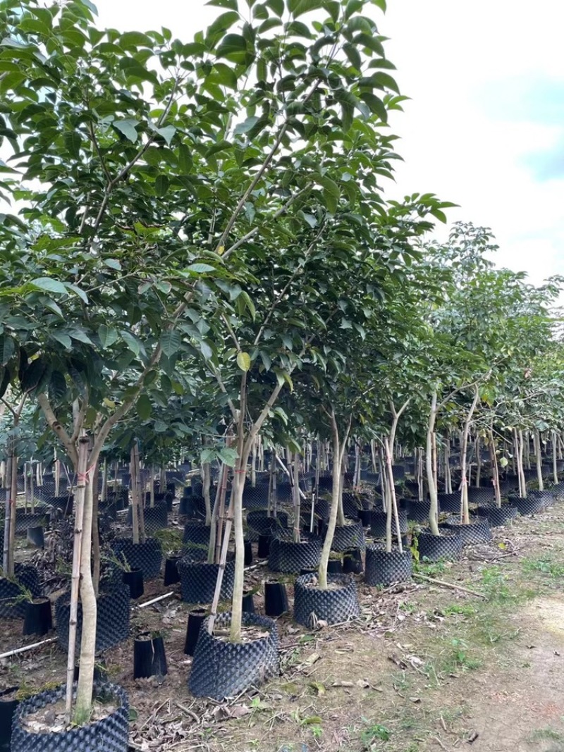 紫花风铃木袋苗假植苗紫花风铃木1-5公分高度1-2米