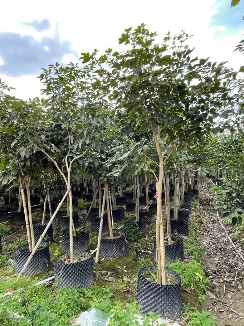紫花风铃木袋苗假植苗紫花风铃木1-5公分高度1-2米