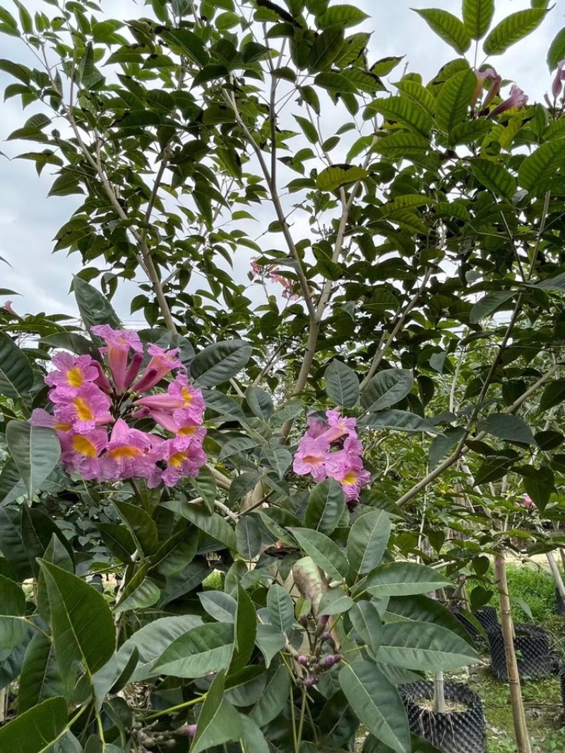 紫花风铃木袋苗假植苗紫花风铃木1-5公分高度1-2米