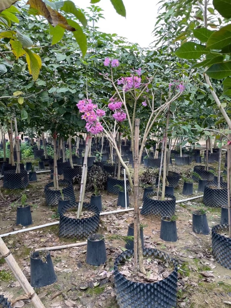 紫花风铃木袋苗假植苗紫花风铃木1-5公分高度1-2米