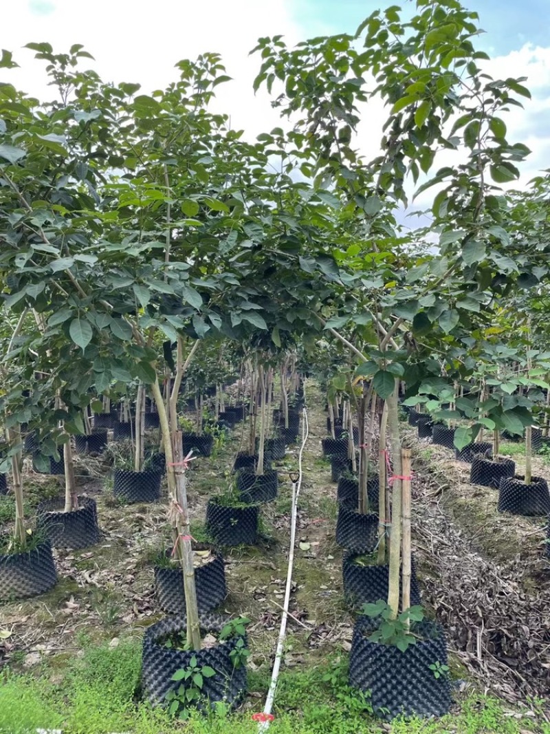 紫花风铃木袋苗假植苗紫花风铃木1-5公分高度1-2米