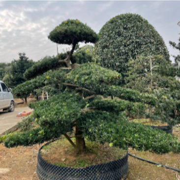 基地现大量供应造型罗汉松，价格实惠，需要可以联系
