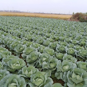 扁包菜