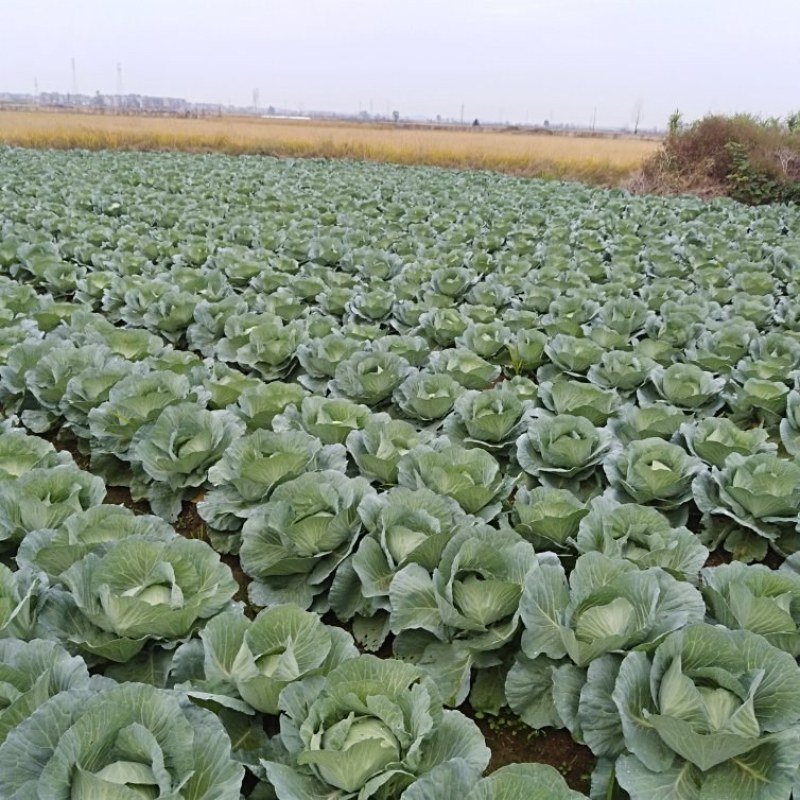 扁包菜