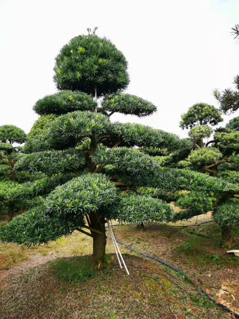 基地现大量供应造型罗汉松，价格实惠，需要可以联系