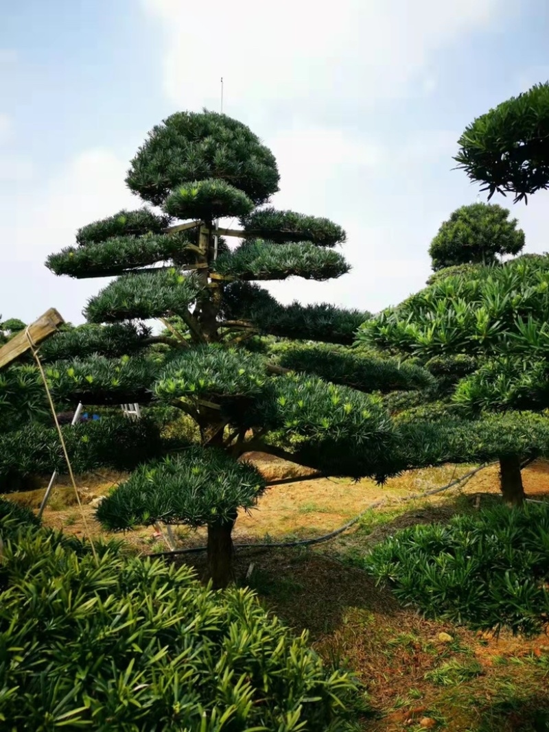 基地现大量供应造型罗汉松，价格实惠，需要可以联系