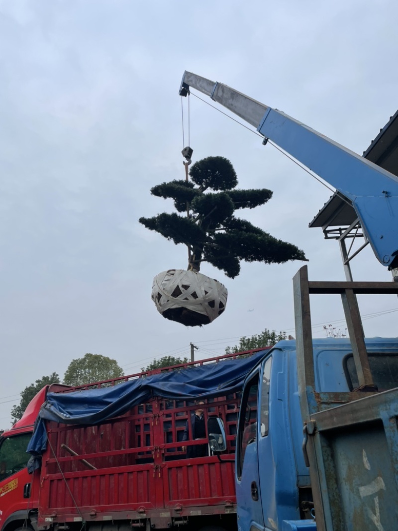 基地现大量供应造型罗汉松，价格实惠，需要可以联系