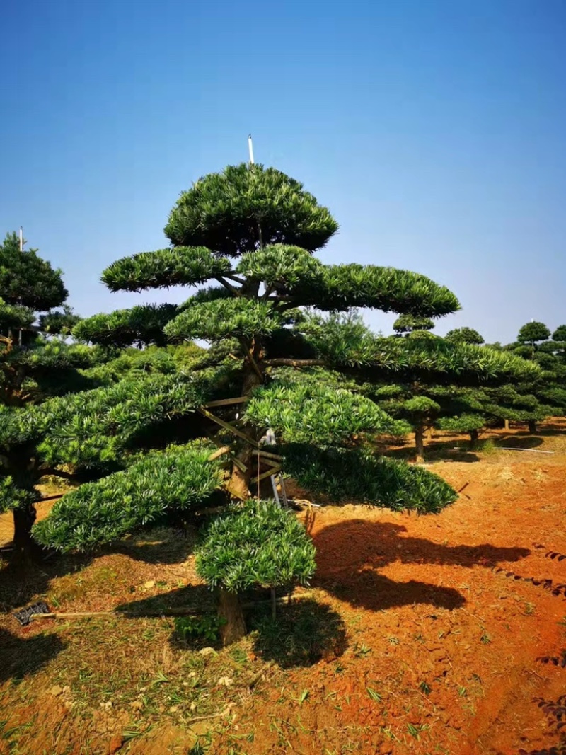 基地现大量供应造型罗汉松，价格实惠，需要可以联系