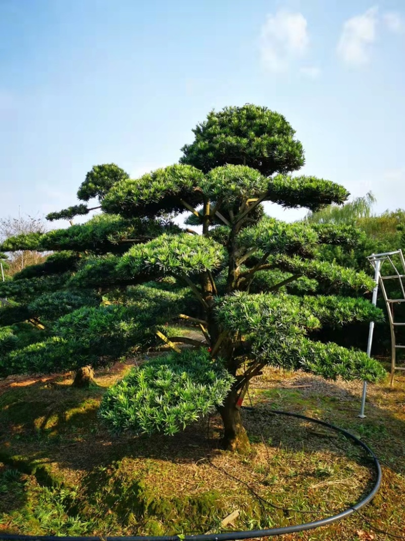 基地现大量供应造型罗汉松，价格实惠，需要可以联系