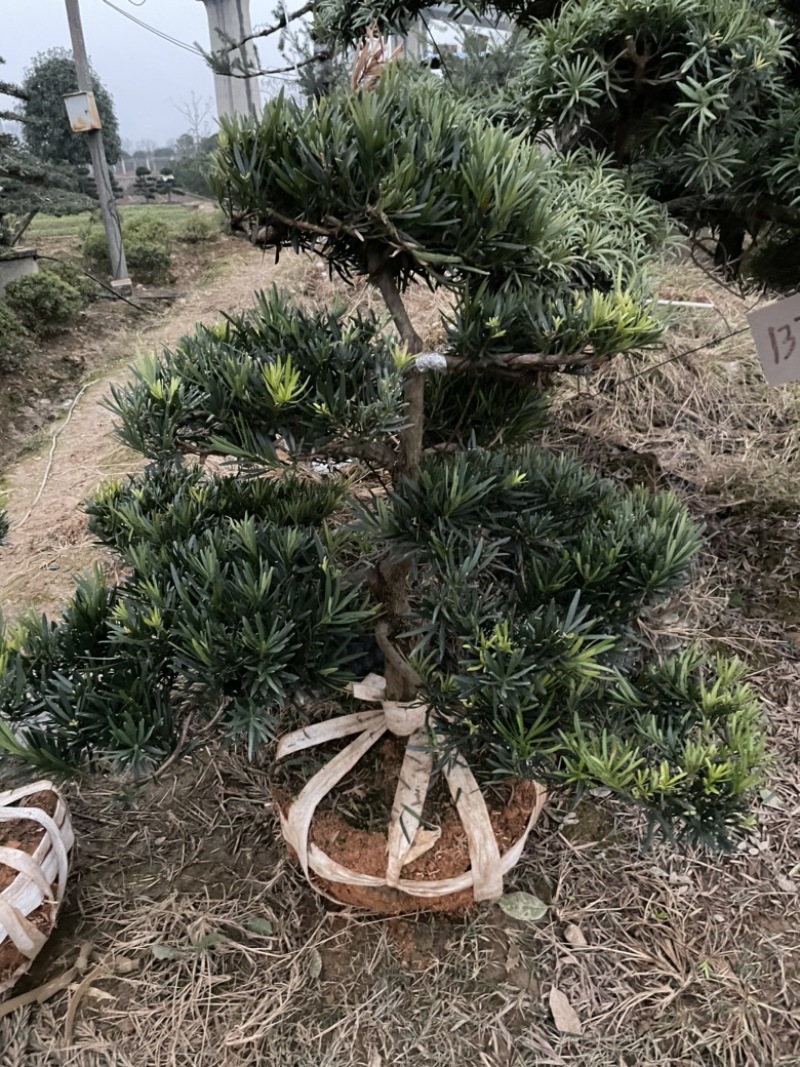 基地现大量供应造型罗汉松，价格实惠，需要可以联系