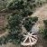 基地现大量供应造型罗汉松，价格实惠，需要可以联系