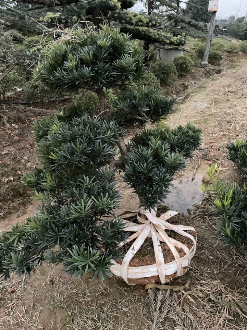 基地现大量供应造型罗汉松，价格实惠，需要可以联系