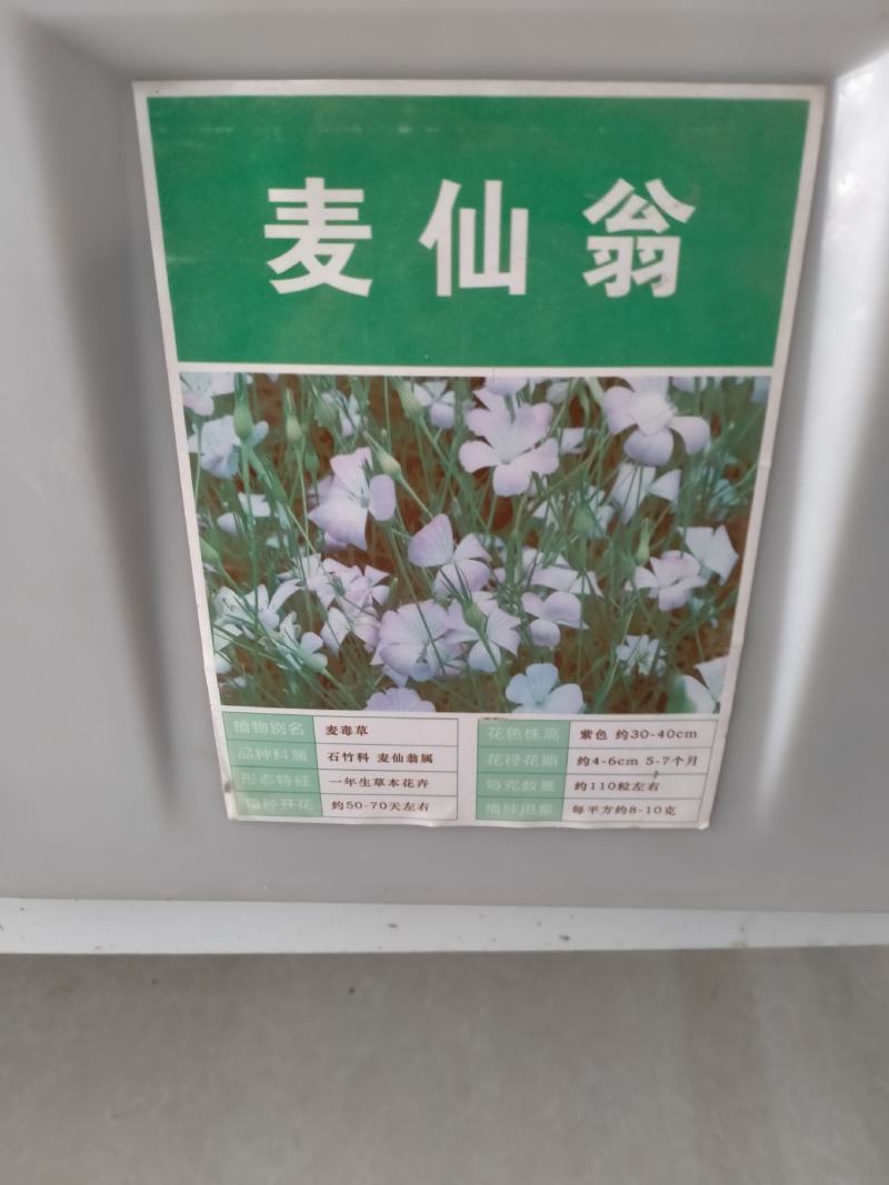 麦仙翁种子庭院室外麦毒草花籽四季播种易活开花不断盆栽花卉