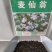 麦仙翁种子庭院室外麦毒草花籽四季播种易活开花不断盆栽花卉