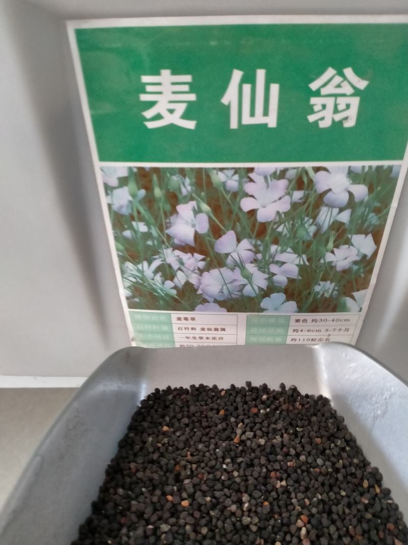麦仙翁种子庭院室外麦毒草花籽四季播种易活开花不断盆栽花卉
