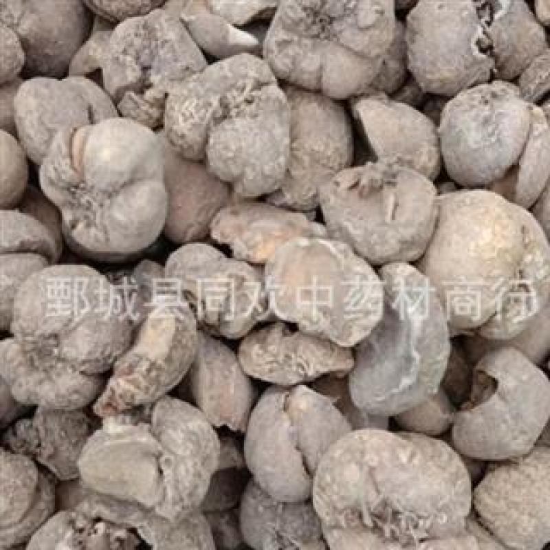 【无硫浙贝母个】@【同欢药材】中药材批发供应