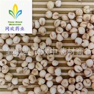 【怀中抱月珍珠小平贝母】@【同欢药材】中药材批发供应
