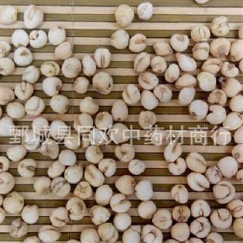 【怀中抱月珍珠小平贝母】@【同欢药材】中药材批发供应