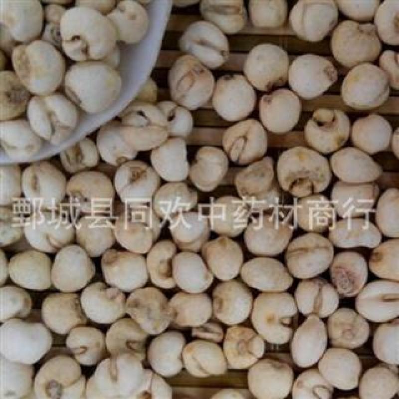 【怀中抱月珍珠小平贝母】@【同欢药材】中药材批发供应