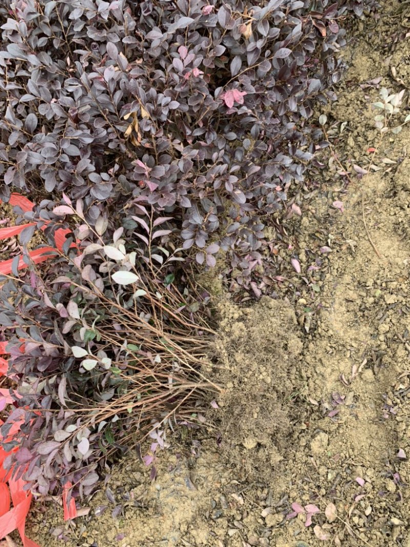 基地现大量供应红花继木小苗，苗子漂亮，有需要联系