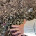 基地现大量供应红花继木小苗，苗子漂亮，有需要联系
