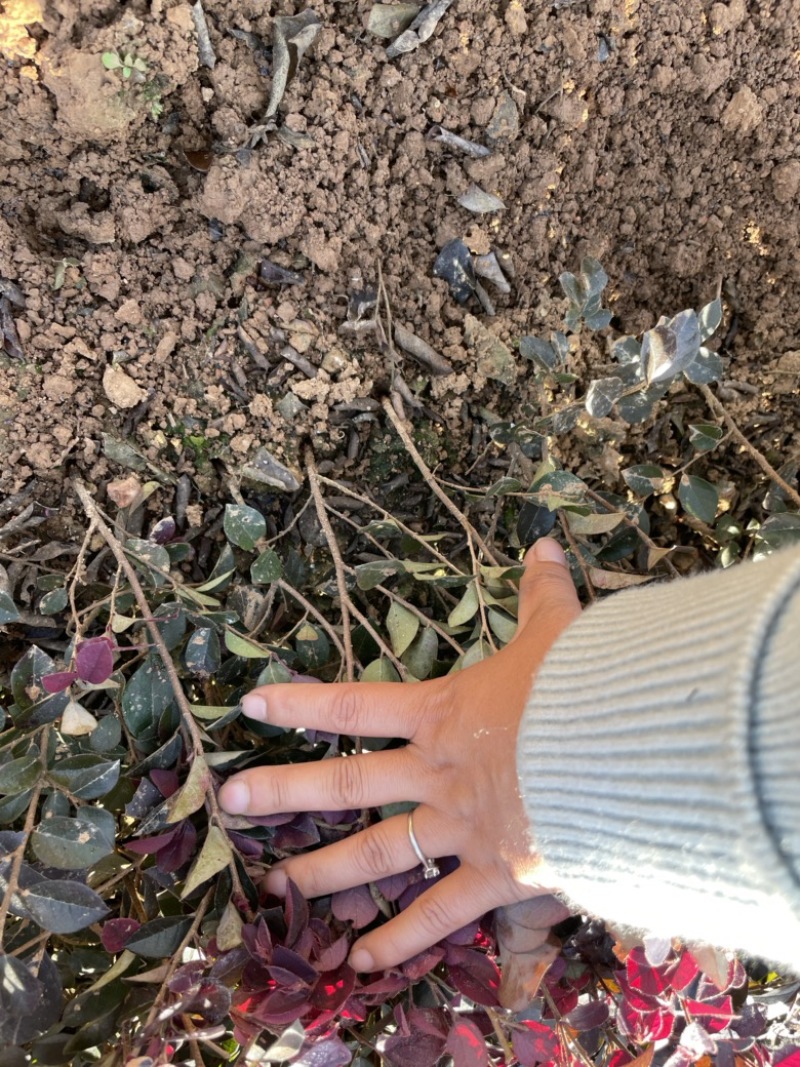基地现大量供应红花继木小苗，苗子漂亮，有需要联系