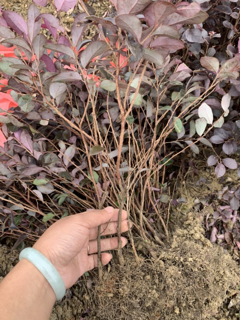 基地现大量供应红花继木小苗，苗子漂亮，有需要联系