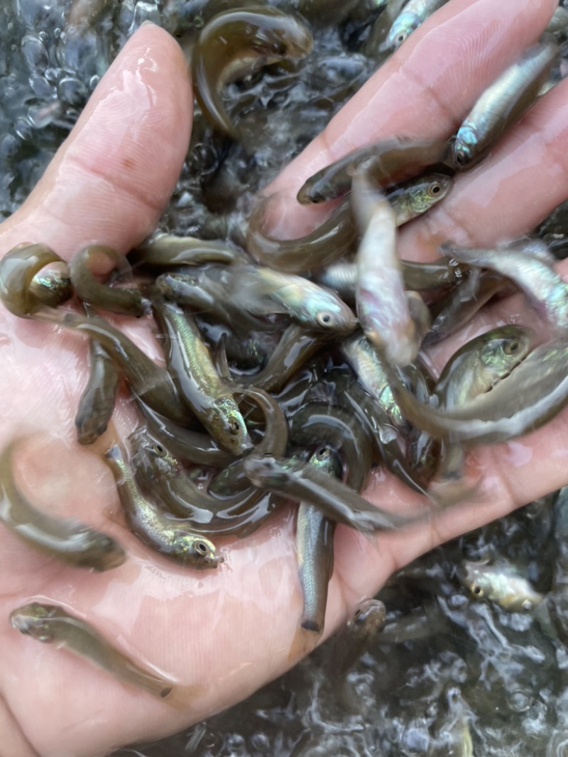 丁桂鱼苗，鱼苗抗病力强。全程技术指导跟踪到位！