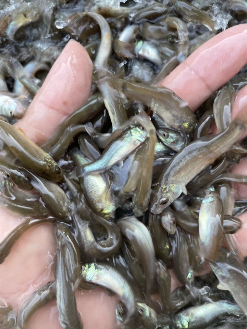 丁桂鱼苗，鱼苗抗病力强。全程技术指导跟踪到位！