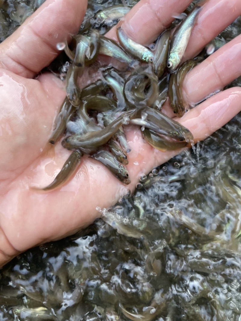 丁桂鱼苗，鱼苗抗病力强。全程技术指导跟踪到位！