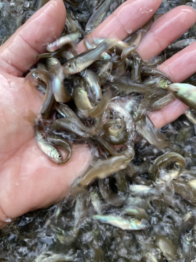 丁桂鱼苗，鱼苗抗病力强。全程技术指导跟踪到位！