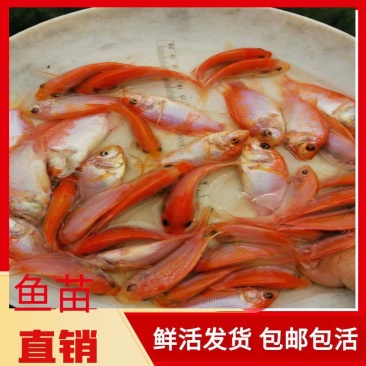 红罗非鱼苗彩虹蜩鱼苗珍珠蜡鱼苗淡水养殖星洲红罗